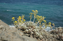 Odontarrhena obtusifolia