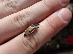 Dendroxena quadrimaculata