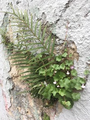 Cymbalaria muralis