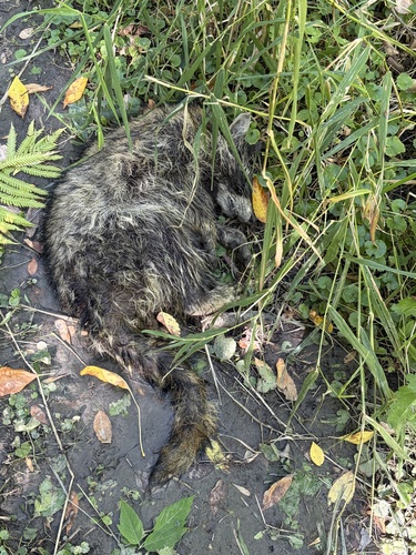 Common Raccoon