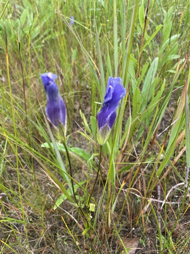 lesser fringed gentian