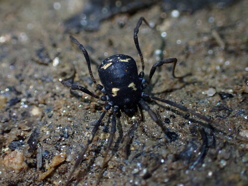 Paranemastoma quadripunctatum