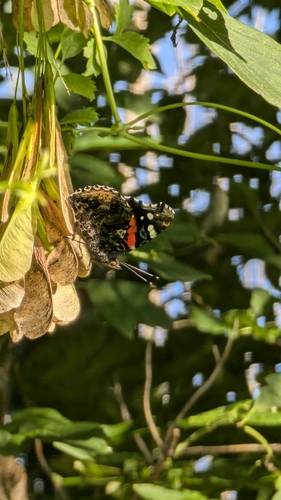 Red Admiral