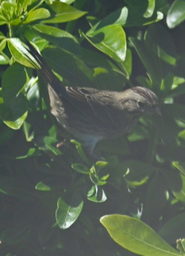 Lincoln's Sparrow