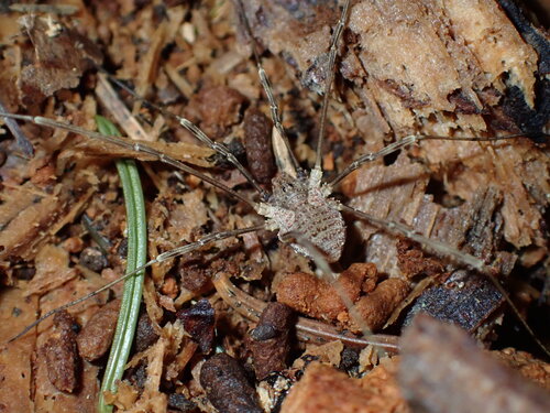 Odiellus granulatus