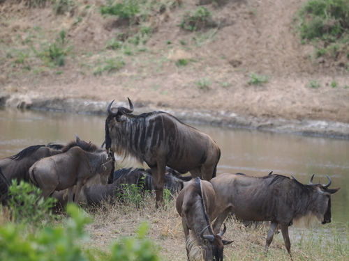 Common Wildebeest