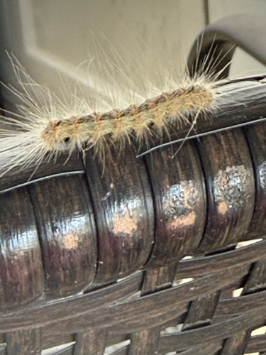 Fall Webworm Moth