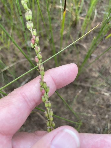 common arrowgrass
