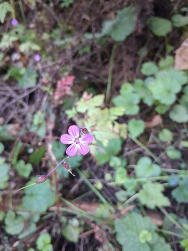 Herb Robert