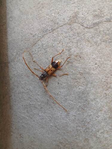 Lesser Eucalyptus Longhorn Beetle