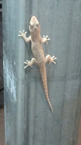 Asian House Gecko