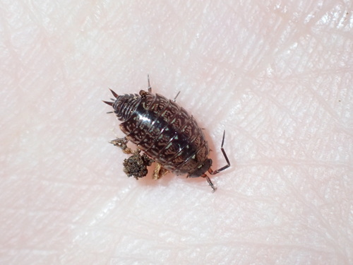 Philoscia affinis