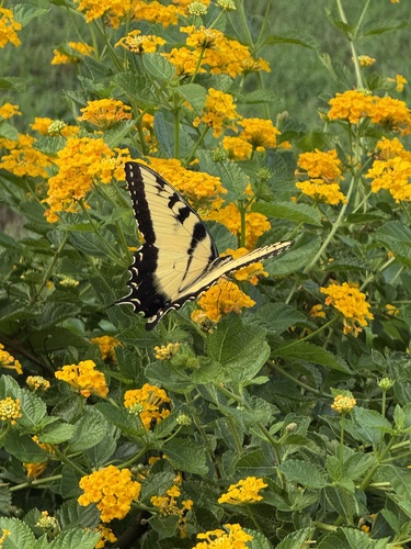 Eastern Tiger Swallowtail