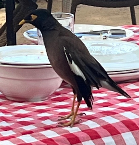 Common Myna
