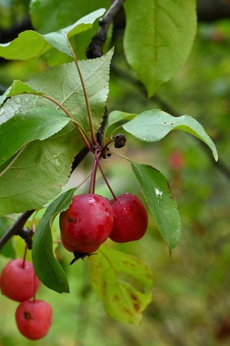 Japanese crabapple (Malus × floribunda)
