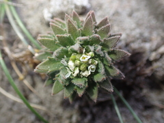 Draba incana, photograph author not stated, no rights reserved