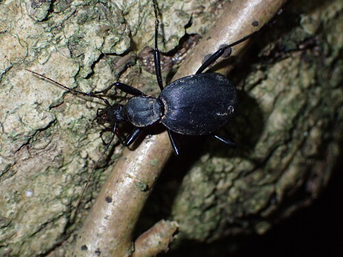 Cychrus italicus