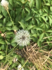 Hypochaeris chillensis
