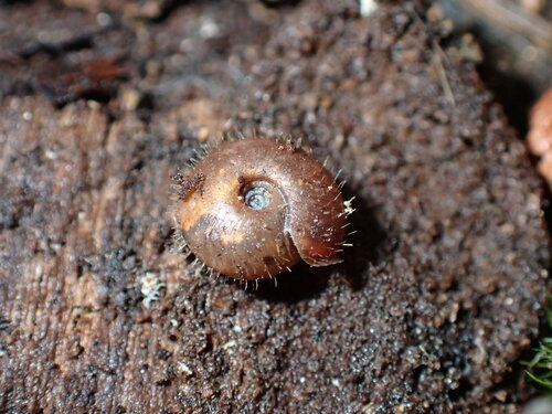 Sickle Mouth Snail