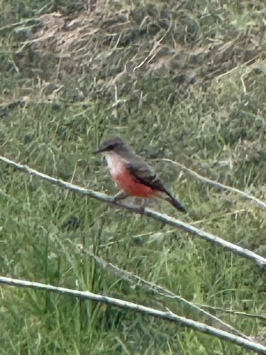 Vermilion Flycatcher