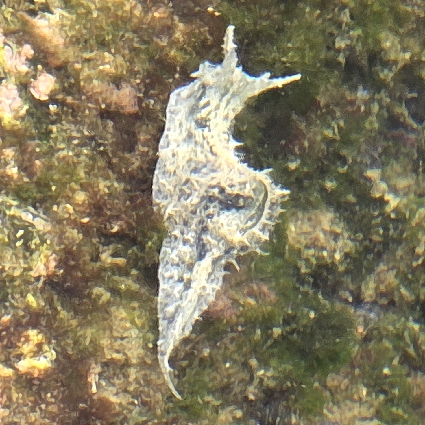 Stylocheilus polyomma