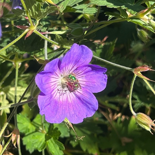 Fine striped sweat bee