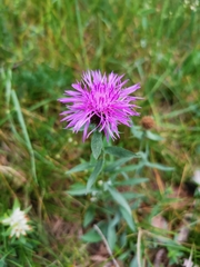 Centaurea rhaetica