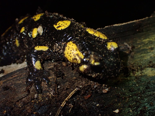 Fire Salamander