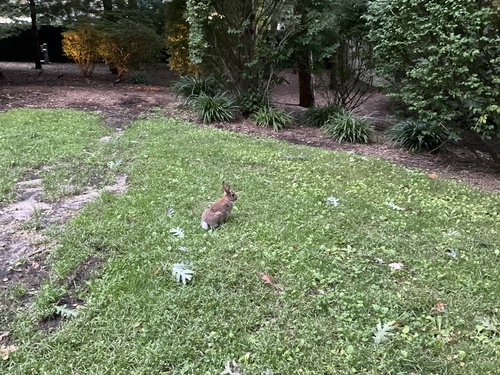 Eastern Cottontail