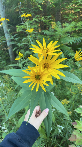 Jerusalem artichoke
