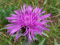 Centaurea rhaetica