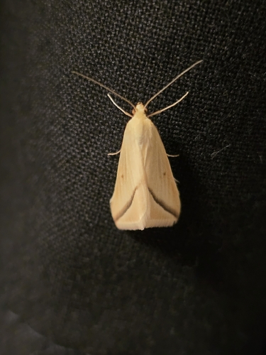 Vestal