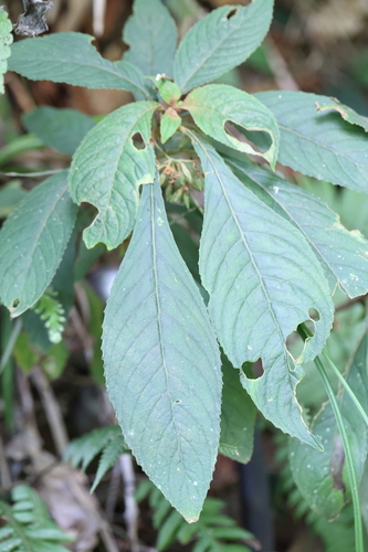 Rhynchotechum discolor observed 2026-09-17