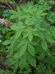 Aesculus glabra glabra
