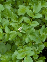 author not stated, no rights reserved Nasturtium officinale, photograph author not stated, no rights reserved