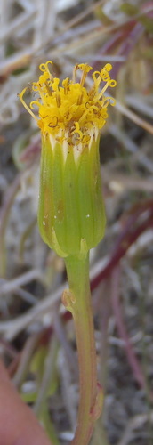 Image of Senecio aloides by (c) Nicola van Berkel, some rights reserved (CC BY-SA)