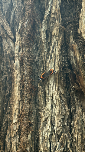 Red Admiral