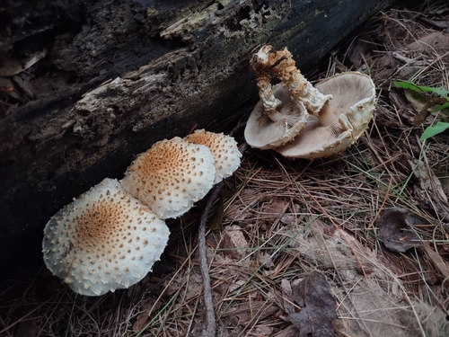 Sharp-scaly Pholiota