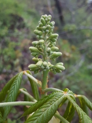 Aesculus glabra glabra