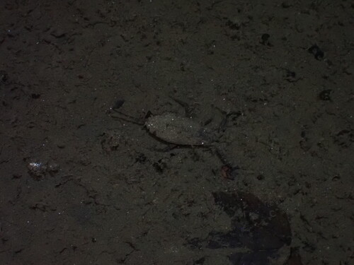 Eurasian Water Scorpion