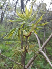 Aesculus glabra glabra