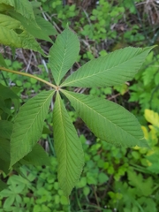 Aesculus glabra glabra
