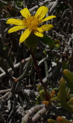Senecio aloides