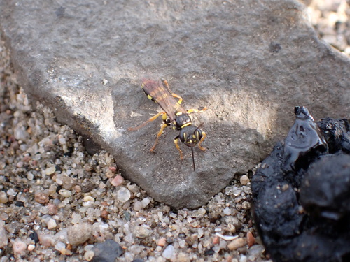 Field digger wasp