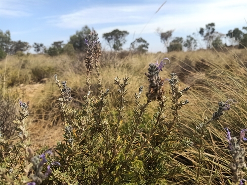 Algerian Rosemary