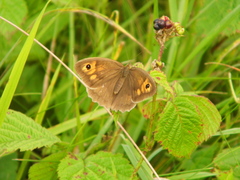 Maniola jurtina