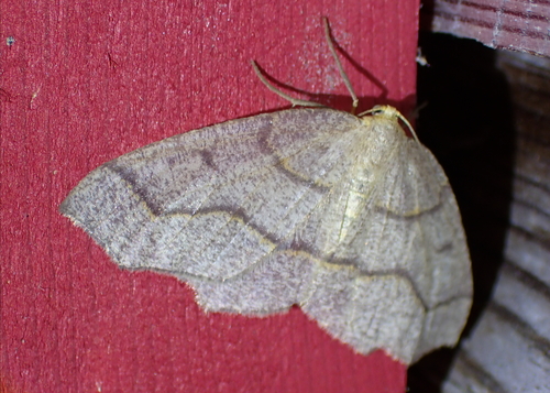 Hemlock Looper Moth