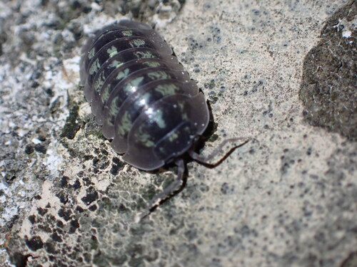 Southern Pill Woodlouse