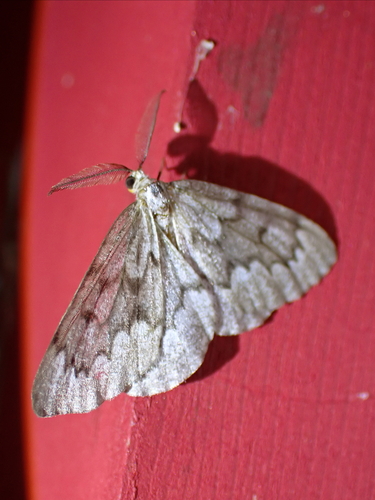 False Hemlock Looper Moth