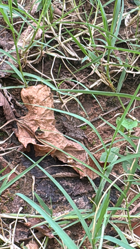 Blanchard's Cricket Frog
